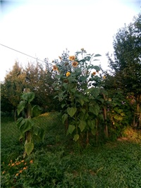 108ec67f-Suncokret 2.jpg